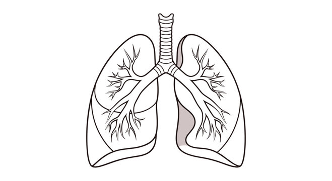 Medical illustration showing the structure of human lungs including the trachea and bronchial tree in a clear diagram.