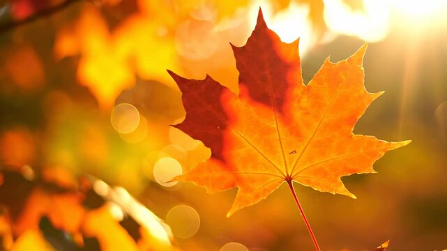 This captures a stunning close-up of a maple leaf during autumn, showcasing its vibrant orange, yellow, and red hues as it glows warmly against a softly focused background of a sunny forest.