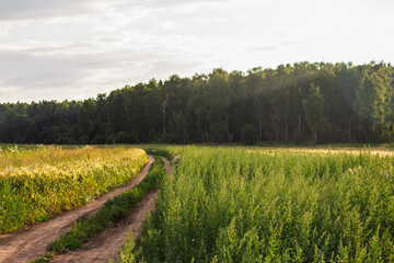 Fototapeta premium Winding dirt road cuts through vibrant green and golden fields under a soft summer sky, leading towards a distant tranquil forest. A picturesque rural landscape