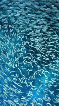 Large school of sardines swimming together in the deep blue ocean near a coral reef wall in Moalboal, Cebu, Philippines.