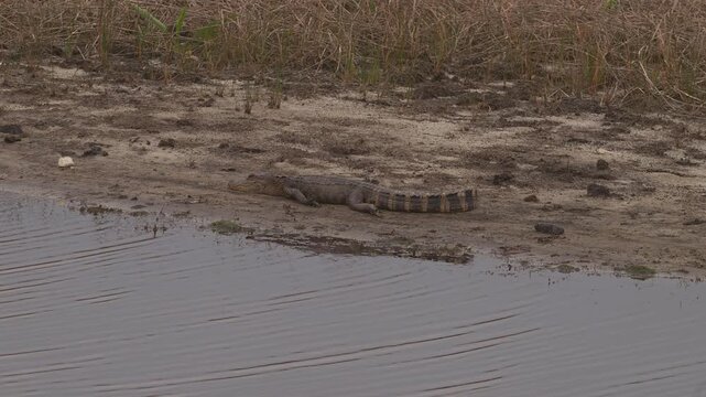 Juvenile American Alligator Resting on Mudflat Beside Drying Tidal Wetland