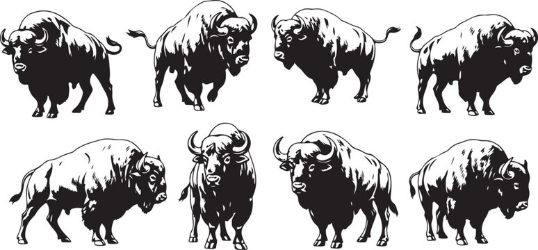 Set of eight bison in different poses and angles illustration