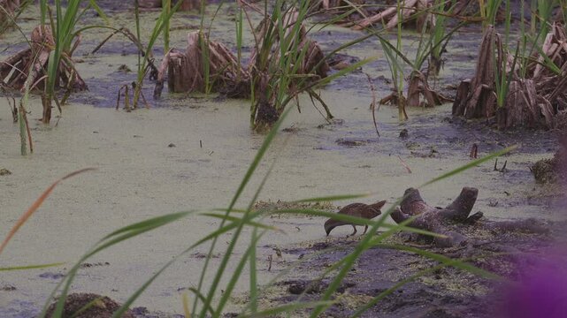 Sora Rail Foraging in Shallow Marsh Among Reeds and Mud