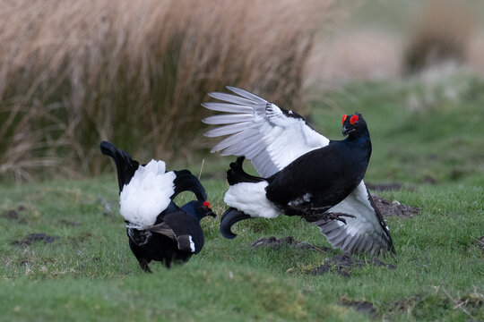 Two black grouse males are fighting for dominance on a grassy moorland. The males display their plumage and red wattles during their territorial battle.