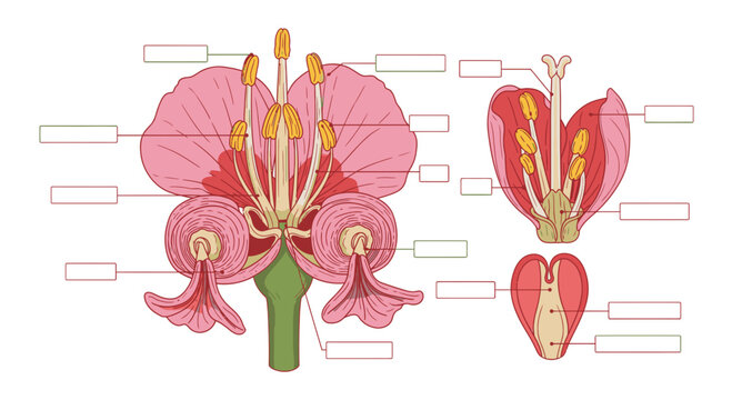 Anatomy of a Flower Diagram with Blank Labels Vector Illustration for Educational Biology Study and Scientific Botanical Classroom Learning Materials
