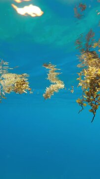 View from below on pieces of Sargassum brown seaweed twigs torn off by storms floating beneath water surface against blue Ocean. Bits of algae drifts on top water, underwater footage