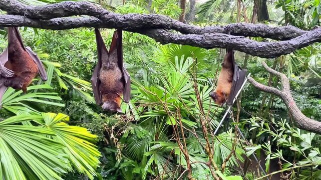  Fruit Bats Hanging Upside Down from a Branch in a Tropical Forest