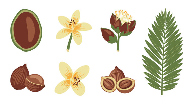 Argan Oil Botanical Elements Set Vector Illustration Featuring Nut Kernels Flowers and Palm Leaves for Natural Organic Cosmetic Packaging Design