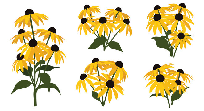 Vibrant yellow black-eyed susan flowers growing in various clusters with green leaves and dark central cones.