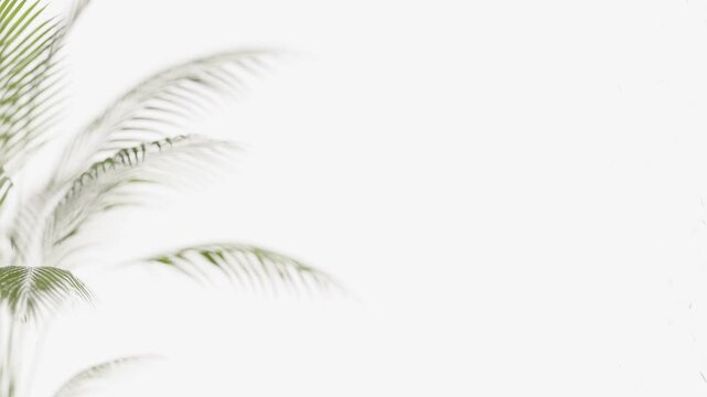 footage of palm leaf movement on white background for product show case, 3d illustration rendering 