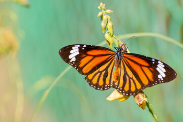 Obraz premium A beautiful Common Tiger / Striped Tiger butterfly (Danaus genutia) is seated on the green leaf, close-up side view of colourful wings in a blurred green background, kolkata, West Bengal, India
