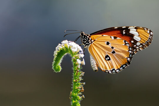 A beautiful Plain Tiger butterfly (Danaus chrysippus) is seated on a flower, a close-up side view of colourful wings in a blurred green background, West Bengal, India
