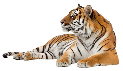 Obraz premium Bengal Tiger resting isolated on white or transparent background 