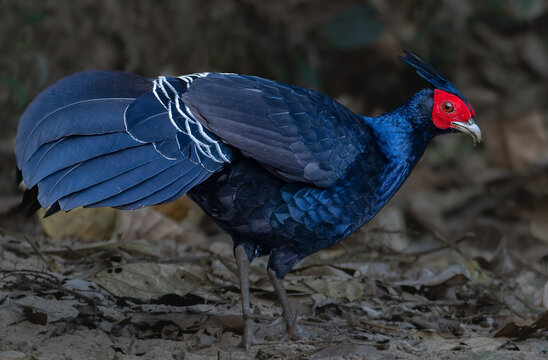 Beautiful Blue Khalij Pheasant foraging in Forest &ndash; Wildlife Photography