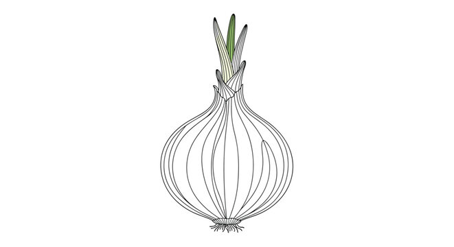 Detailed line art drawing of a whole onion bulb with small green sprouts emerging from the top, showing layers and internal structure.