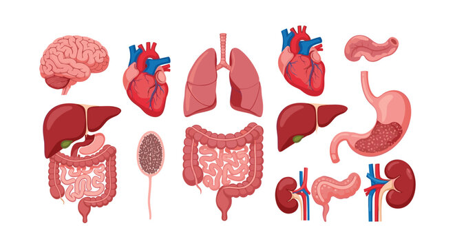 Comprehensive set of detailed illustrations depicting various human internal organs including the heart brain lungs liver and stomach.