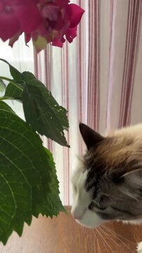 A Ragdoll cat chews a hydrangea leaf with its mouth wide open in this side-view clip &mdash; vivid pink blooms frame the shot from above while soft striped curtains fill the background.