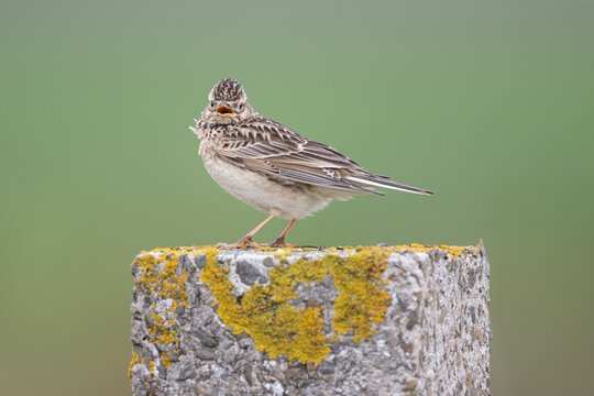 A skylark perches on a lichen-covered concrete post, its beak open as if singing or calling out.