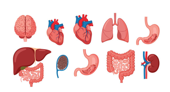 Educational set of various human internal organs including the brain heart lungs stomach liver and kidneys for medical science and biology study.