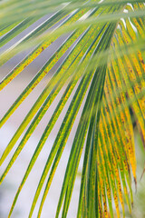 Obraz premium Abstract Palm leaf background