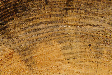 Fototapeta premium Close-up of pine tree bark texture revealing concentric growth rings, rough fibrous surface, and natural imperfections in warm amber tones