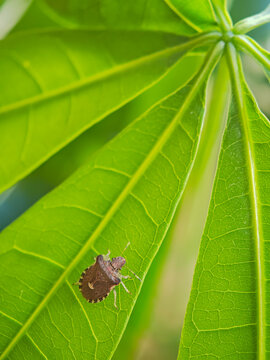 Brown marmorated stink bug (Halyomorpha halys) on a vibrant green leaf, macro shot.