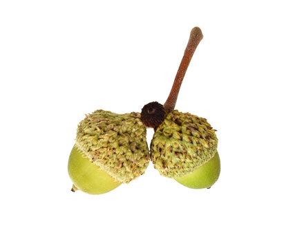 Two attached green acorns isolated cutout on transparent background. Clean botanical subject highlighting seed structure and natural detail for design and compositing use.