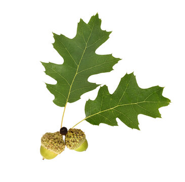 Two green oak leaves with attached green acorns isolated cutout on transparent background. Clean botanical element highlighting foliage and seed detail for design and compositing use.