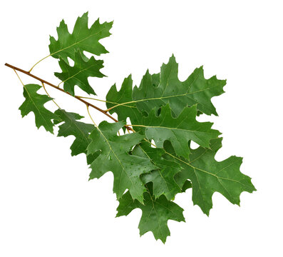 Branch with green oak leaves covered in water droplets isolated cutout on transparent background. Fresh foliage detail ideal for design, compositing, and botanical use.