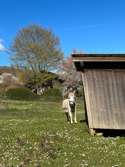 Obraz premium Donkey in the open air on a farm near the Swiss mountains. Farm in Ligerz, Switzerland.