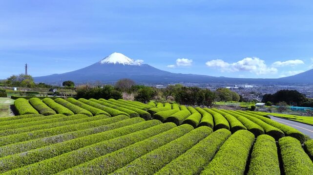 Curved Tea Fields | Mt. Fuji | Spring | Japan - 4K Aerial Video
