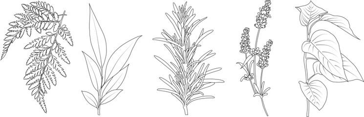 Fototapeta premium A collection of hand-drawn botanical illustrations depicting various leaves, herbs, and plant elements. The minimalist, outline style is perfect for packaging design, organic branding, cosmetics, wedd