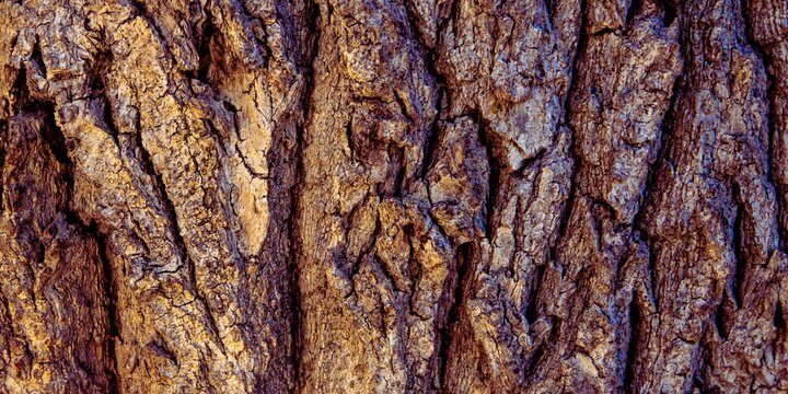Close-up of dark brown tree bark with deep vertical cracks and a rugged, weathered organic texture.