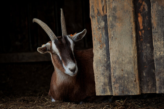 Une ch&egrave;vre dans son abri en bois