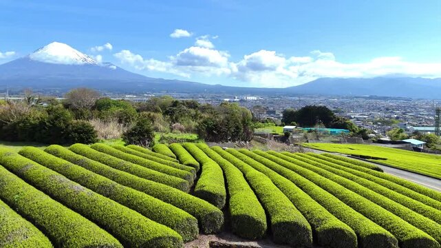 Curving Tea Fields | Mt. Fuji | Cityscape | Japan - 4K Aerial Video

