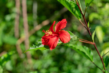 Obraz premium Close-up photo of a hibiscus flower (Genus Hibiscus), which is renowned for its aesthetic beauty.