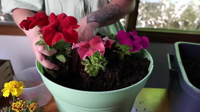 Hands Adding Soil Around Pink Petunias in Decorative Pot