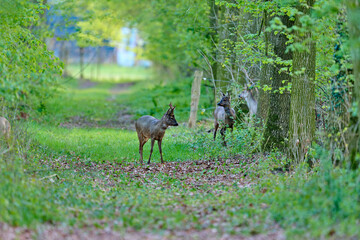 roe deer in a lane © Duvekot Fotografie