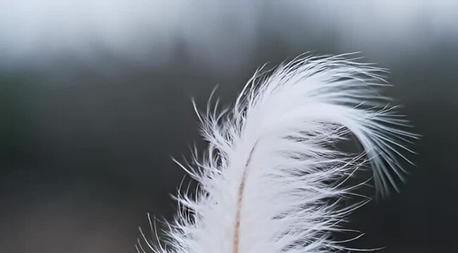 A close up and soft image of a delicate white feather