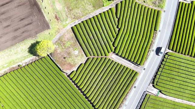 Top Down Tea Fields | Road With Car | Texture - 4K Aerial Video
