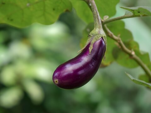 Fresh purple eggplant growing on a branch in the garden.