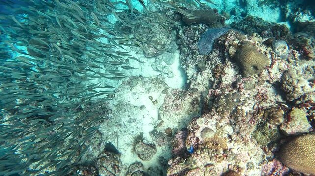 Large school of sardines swimming over a coral reef in the tropical ocean waters of Moalboal, Cebu, Philippines.