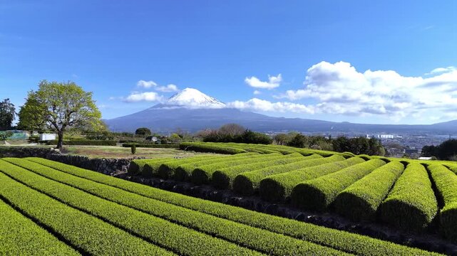 Curving Tea Rows | Mt. Fuji | Spring | Japan - 4K Aerial Video
