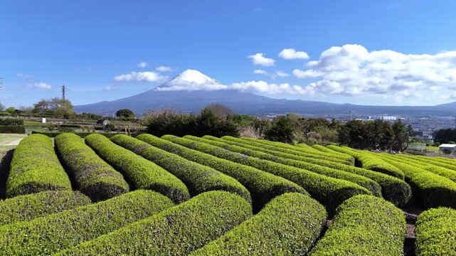 Wavy Tea Fields | Mt. Fuji | Spring | Japan - 4K Aerial Video
