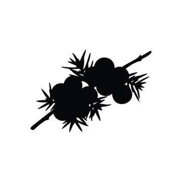 Juniper berries on branch silhouette vector flat design on white background.
