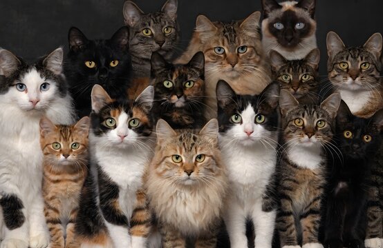 Adorable Group Of Cats With Different Fur Patterns High Resolution Photo