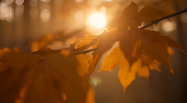 Warm sunlight filtering through golden autumn leaves in a beautiful forest scene
