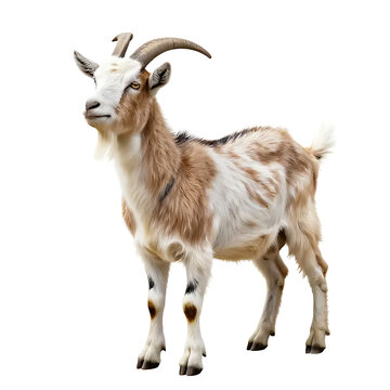 goat looking upward pose isolated on white background