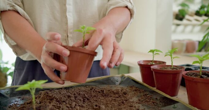 Nonbinary gardener in beige top picking terracotta pot, adding soil, planting seedlings for growth
