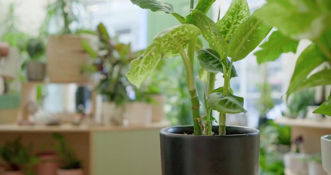 African American nonbinary staff picking white can, watering variegated plant in black pot at shop